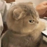 Triết avatar