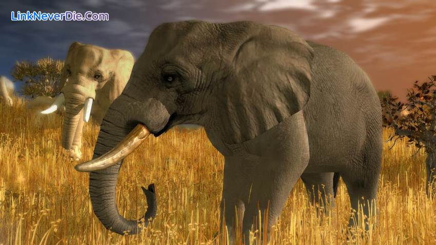 Hình ảnh trong game Wildlife Park Collection (screenshot) Hình ảnh trong game Wildlife Park Collection (screenshot)