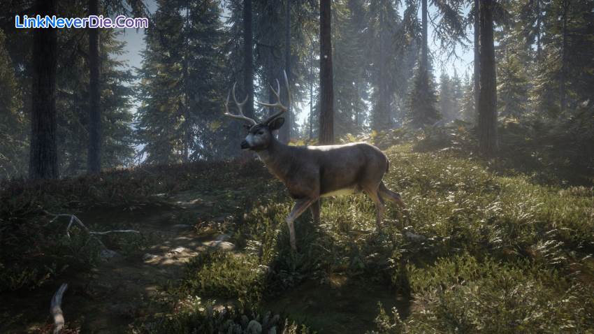 Hình ảnh trong game theHunter: Call of the Wild (screenshot) Hình ảnh trong game theHunter: Call of the Wild (screenshot)