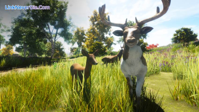 Hình ảnh trong game Animallica (screenshot) Hình ảnh trong game Animallica (screenshot)