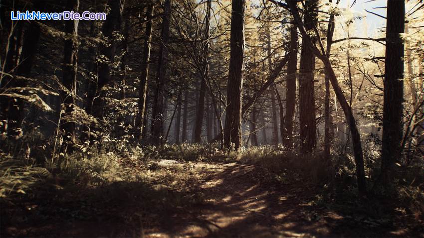 Hình ảnh trong game Blair Witch (screenshot) Hình ảnh trong game Blair Witch (screenshot)