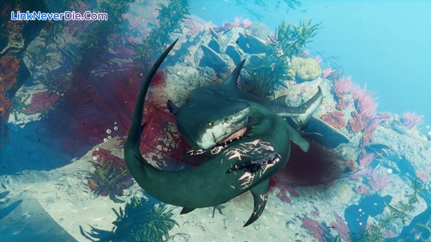 Hình ảnh trong game Maneater (screenshot) Hình ảnh trong game Maneater (screenshot)