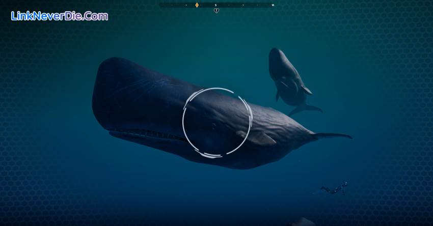 Hình ảnh trong game Beyond Blue (screenshot) Hình ảnh trong game Beyond Blue (screenshot)