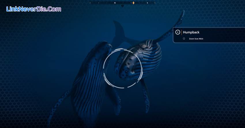 Hình ảnh trong game Beyond Blue (screenshot) Hình ảnh trong game Beyond Blue (screenshot)