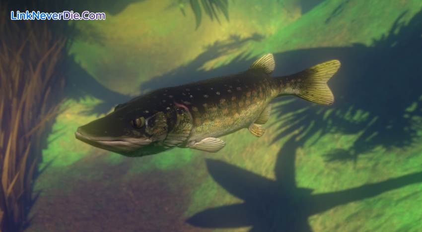 Hình ảnh trong game Feed and Grow: Fish (screenshot) Hình ảnh trong game Feed and Grow: Fish (screenshot)