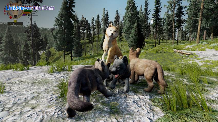 Hình ảnh trong game WolfQuest: Anniversary Edition (screenshot) Hình ảnh trong game WolfQuest: Anniversary Edition (screenshot)