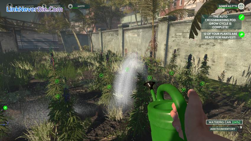 Hình ảnh trong game Weed Shop 3 (screenshot) Hình ảnh trong game Weed Shop 3 (screenshot)