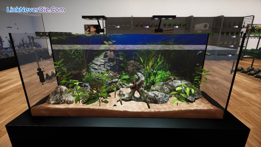 Hình ảnh trong game Aquatic Store Simulator (screenshot) Hình ảnh trong game Aquatic Store Simulator (screenshot)