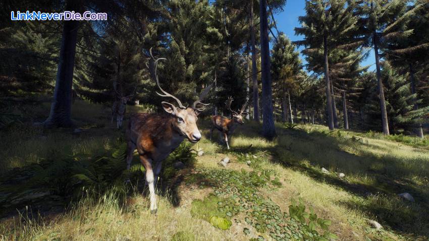 Hình ảnh trong game Way of the Hunter (screenshot) Hình ảnh trong game Way of the Hunter (screenshot)