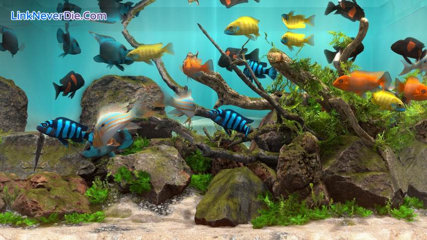 Hình ảnh trong game Behind Glass: Aquarium Simulator (screenshot) Hình ảnh trong game Behind Glass: Aquarium Simulator (screenshot)